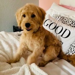 Goldendoodles from Just Peachy Doodles