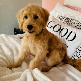 Goldendoodles from Just Peachy Doodles