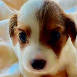 Sasha - Piebald female Dachshund puppy in Petersburg, Virginia from Wiggle Waddle Dachshunds