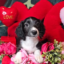 This Boy - Black male Dachshund puppy in Pocasset, Massachusetts from Dachs of the Bay