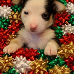 Ghost - Black and white male Chihuahua puppy in Drumright, Oklahoma from Fancy Pants Chihuahua’s