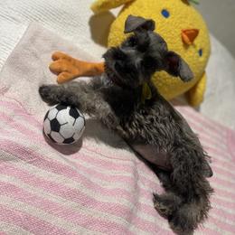 Ella - Salt and pepper female Miniature Schnauzer puppy in San Diego, California from KMS-Miniature Schnauzers