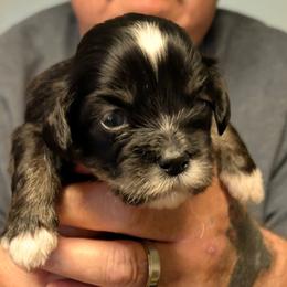 Hope - Black female Lhasa Apso puppy in Fort Worth, Texas from Cynthia's Lhasa Apsos