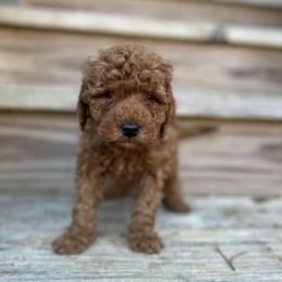White collar - Red  male Goldendoodle puppy in North Carolina from Lynes of Doodles