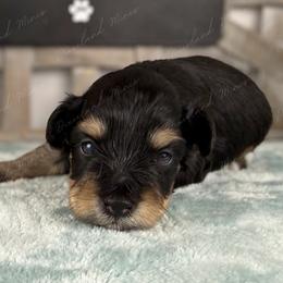 Bacon - Black and silver male Miniature Schnauzer puppy in Hockley, Texas from Dixieland Miniature Schnauzers