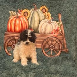 Luna - Black & tan tri-color female Maltipoo puppy in Greenfield, Iowa from Sugar Plum Puppies