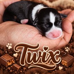 Twix - Black and tan male Pembroke Welsh Corgi puppy in Oak Harbor, Washington from Blackberry Hill Corgis