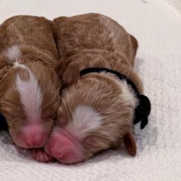 Black - m - Red  male Goldendoodle puppy in Ruthorfordton, North Carolina from Duncan Doodles Goldendoodles