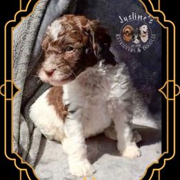 Biscuit ( Tortoni ) - Parti female Goldendoodle puppy in Sterling, Connecticut from Justine’s Retrievers and Doodles