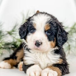 Evergreen (Yellow Collar) - Black rust and white female Bernese Mountain Dog puppy in Hudson, Indiana from TurkeyCreek-K9