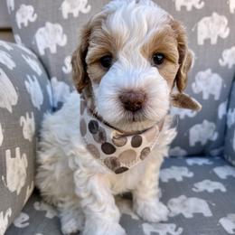 Tan Boy - Parti male Goldendoodle puppy in Greeley, Colorado from Millie Billie Doodles