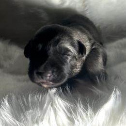 Vine - Gray sable male Shiloh Shepherd puppy in Griffin, Georgia from Orchard Hills Shilohs