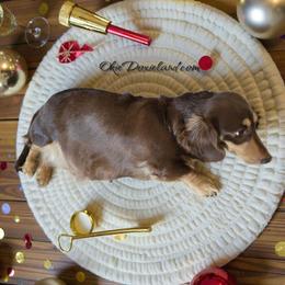 Buttercup - Dachshund