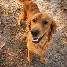 Wrigley - Golden Retriever