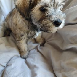 Miniature Schnauzer Puppies from JVH Mini Schnauzers