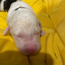 Old English Sheepdog Puppies from Gabriela Moreno's Old English Sheepdogs
