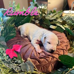 Rumble - White and black female Dalmatian puppy in Mount Vernon, Missouri from Spots & Spirals