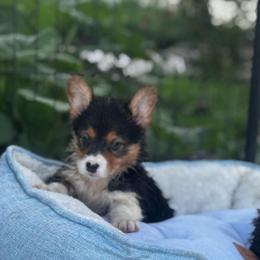 Peyton - Black and tan female Pembroke Welsh Corgi puppy in Nortonville, Kansas from Low Riders Corgis & Mini Aussies