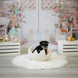 Miniature Schnauzer Puppies from A'Lord Miniature Schnauzer