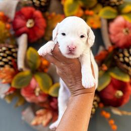 Girl 1 - Parti female Goldendoodle puppy in Elk Grove, California from Doodles by Faith