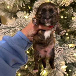 Boy 2 - Brindle male Shih Tzu puppy in Kodak, Tennessee from Cutshall Babies