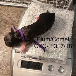 Purple tiny girl CKC - Chocolate and tan female Dachshund puppy in Irving, Texas from DFW Dachshunds by G & S