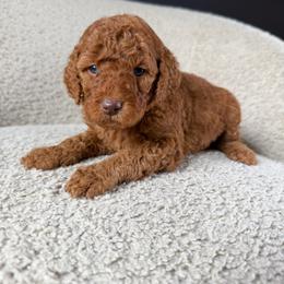 Molly - Red  female Goldendoodle puppy in Lowville, New York from Adirondack Goldendoodles