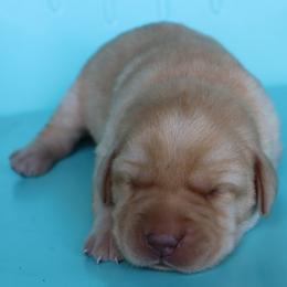 Doodle - Yellow female Labrador Retriever puppy in Camden, Indiana from Camden's Caring Canines