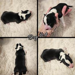 Boy 4 - Black and white male Cardigan Welsh Corgi puppy in Natchitoches. La, Louisiana from Bleu Bayou Corgis
