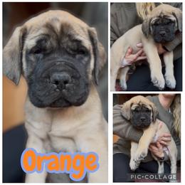 Orange - Fawn male Mastiff puppy in Jonesville, South Carolina from Sunrise Mastiffs
