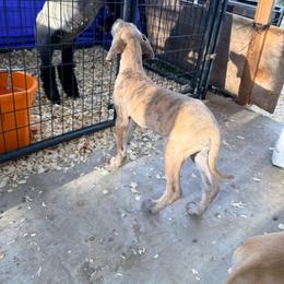 Blossom - Brindle female Great Dane puppy in Jerusalem, Arkansas from Mara Danes