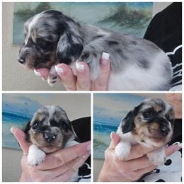 Black dapple piebald - Black and cream male Dachshund puppy in Port Charlotte, Florida from Vicki's Dachshund Crossing