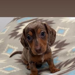 Darla - Dapple female Dachshund puppy in Jena, Louisiana from Greens Creek Kennel