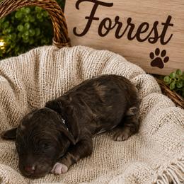 Forrest- Black Collar - Brown merle male Aussiedoodle puppy in Grand Blanc, Michigan from B's Aussiedoodles