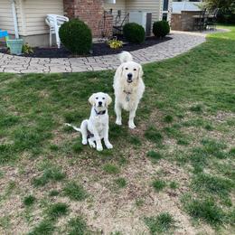 German Shepherd and Golden Retriever Puppies from Le Blanc’ English Goldens and Shepherds LLC