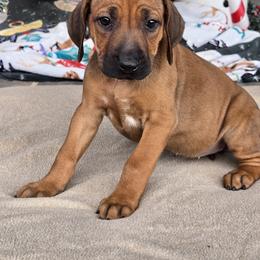 Boy 9 - male Rhodesian Ridgeback puppy in Gaffney, South Carolina from Circle D Farms