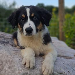 Pascal - Black tri-color male Australian Shepherd puppy in Trout Run, Pennsylvania from Rose Valley Aussies