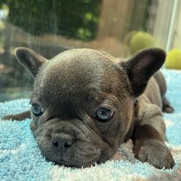 Zeus - Blue male French Bulldog puppy in Salisbury, Maryland from 77 Frenchies Maryland