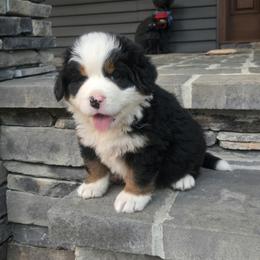 Ms Bee - Black tan and white female Bernese Mountain Dog puppy in Gaffney, South Carolina from Circle D Farms