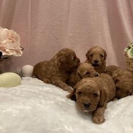 Cockapoo Puppies from Martin's Cockapoos