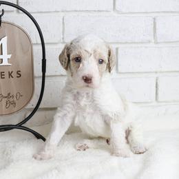 Buzz - Parti male Labradoodle puppy in Bryantown, Maryland from Doodles on Duty
