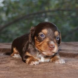 Puppy C Purebred DNA Tested Parents Family Raised - Chocolate and tan male Dachshund puppy in Haines City, Florida from Divine Poodle Paradise Standard Poodles & Divine Dachshunds