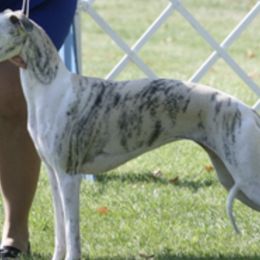 Whippets from Mason Hill Whippets