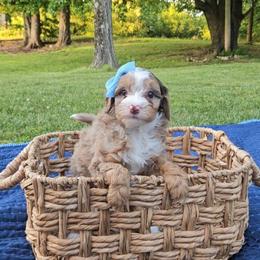 Bluebell - Chocolate merle female Bernedoodle puppy in Russell Springs, Kentucky from 270 Doodles