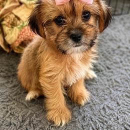 Girl 2 - Black gold and white female Shorkie puppy in Florida from Shih tzus and Shorkies Galore