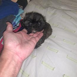 Girl 1 - Black female Shih Tzu puppy in Benbrook, Texas from Michael’s Shih Tzus