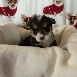 Rita Hayworth - Black and tan female Pembroke Welsh Corgi puppy in Louisburg, North Carolina from Lucky Penny Corgis