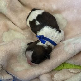 Boy2 - Red and white male Shih Tzu puppy in Covina, California from Shih_doodle_Co