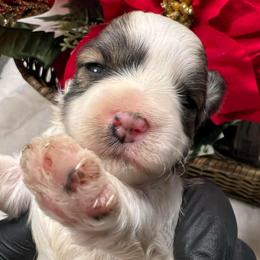 Tempo - Parti male Miniature Schnauzer puppy in Menifee, California from Moonshine’s Minis