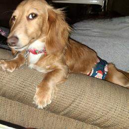 Maurice - Cream male Dachshund puppy in Waynesboro, Tennessee from Owl Hollow Farm Miniature Dachshunds